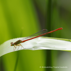 Ceriagrion aeruginosum