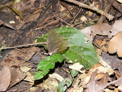 Haetera piera