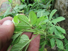 Cleome viscosa