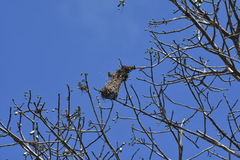 Psarocolius montezuma