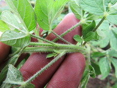 Cleome viscosa