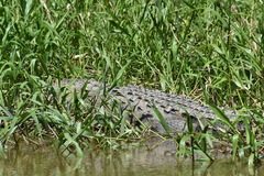 Crocodylus moreletii