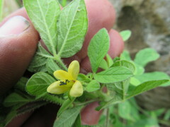 Cleome viscosa