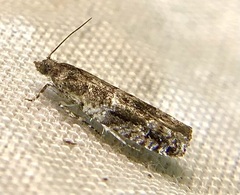 Chimoptesis gerulae