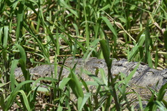 Crocodylus moreletii