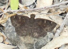 Ephyriades