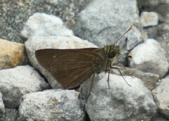 Ephyriades