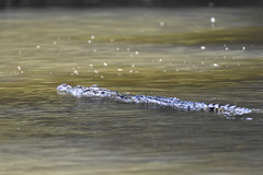 Crocodylus moreletii