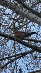 Turdus migratorius