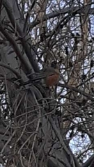 Turdus migratorius