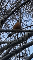 Turdus migratorius