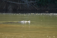 Crocodylus moreletii