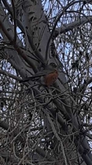 Turdus migratorius