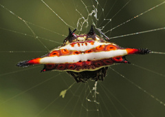 Gasteracanthinae