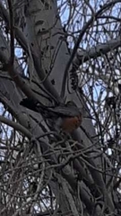 Turdus migratorius