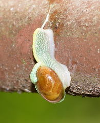 Ibycus