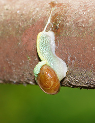 Ibycus