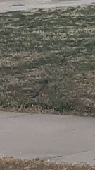 Turdus migratorius