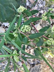 Euphorbia lasiocarpa