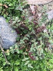 Synchytrium papillatum