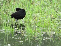 Jacana jacana