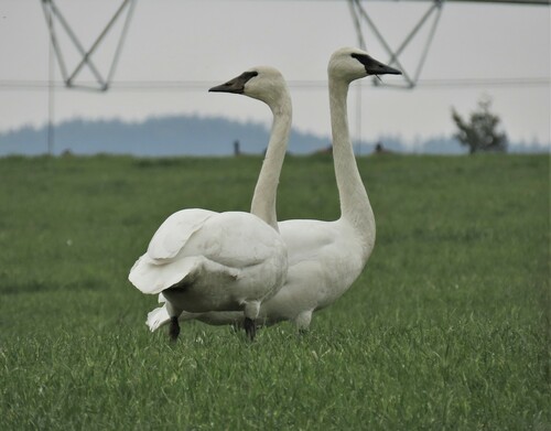 Trumpeter Swan