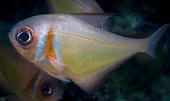 Pempheris klunzingeri