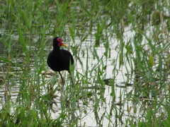 Jacana jacana