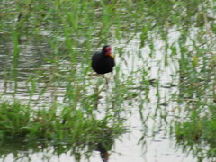 Jacana jacana