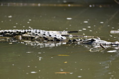 Crocodylus acutus