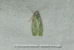 Earias albovenosana