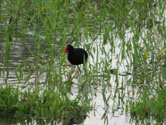 Jacana jacana