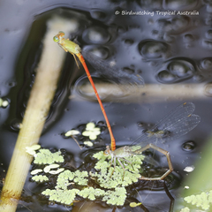 Ceriagrion aeruginosum