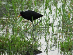Jacana jacana