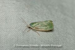 Earias albovenosana