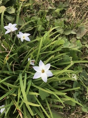 Ipheion uniflorum