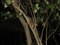 Trichosurus johnstonii