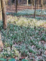 Galanthus nivalis