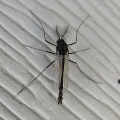Orthocladiinae