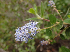 Ceanothus oliganthus