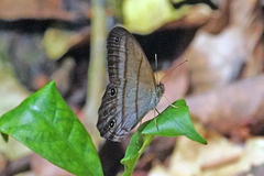 Amiga arnaca
