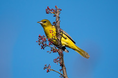Icterus spurius