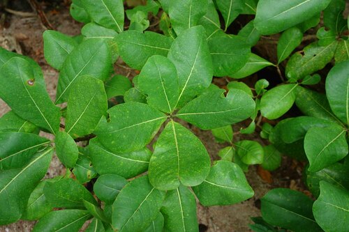 Terminalia litoralis observed 2008-03-05