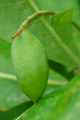 Terminalia rubricarpa