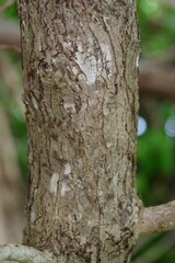 Terminalia rubricarpa