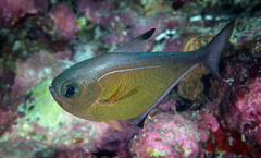 Pempheris vanicolensis