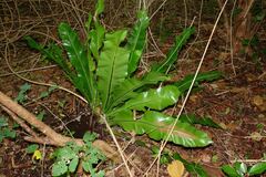Asplenium nidus