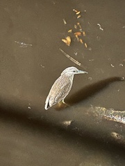 Nycticorax nycticorax