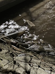 Nycticorax nycticorax