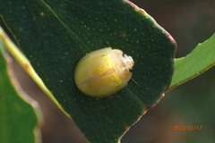 Paropsisterna hectica